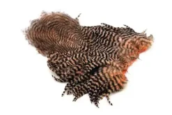 American Hen SH/C Grizzly dyed Salmon