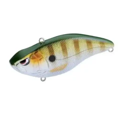 Aruku Shad
