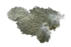 Brahma Hen SH/C