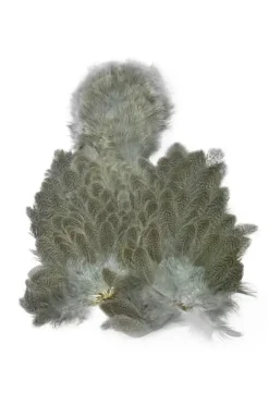 Brahma Hen SH/C