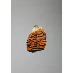Golden Pheasant Tippet Section - Natural